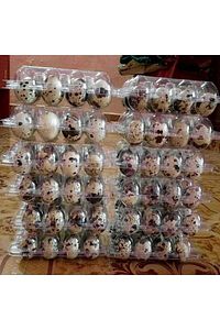 20paket Karışık Bıldırcın Kuluçkalık Yumurta 20x12=240adet (KIBRIS, JUMBO,JAPON,BROWN,UKRAYNA,BEYAZ) ürün fotoğrafı