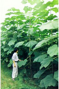 Pavlonya Fidanı - Paulownia (Çin Kavağı) 20-40 cm ürün fotoğrafı