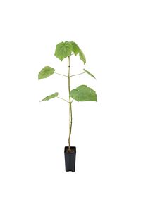 Pavlonya Fidanı - Paulownia (Çin Kavağı) 20-40 cm ürün fotoğrafı