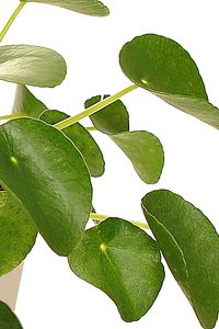 Pilea Pilea Peperomioides Çin Para Bitkisi 15cm ürün fotoğrafı