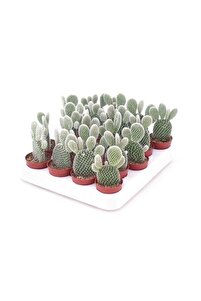 Tavşan Kulağu Kaktüs Beyaz  Opuntia Microdasys Albata Sukulent Kaktüs ürün fotoğrafı