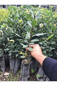 Defne Fidanı ürün fotoğrafı