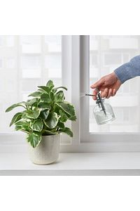 Sesamfrön 25 Cl 16 Cm Sulama Sprey Şişesi Saksı Çiçek Bitki Bahçe Cam Sulama Kabı Şişesi ürün fotoğrafı