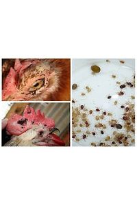 Canhiper 1 Kg Orjinal Bit, Pire,kene, Kırmızı Örümcek,haşere,kedi, Köpek Biti ürün fotoğrafı