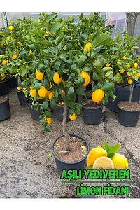 Limon Fidanı Yediveren Limon Aşılı Mis Kokulu Ev Için Uygun ürün fotoğrafı