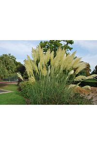 Pampas Otu - Saz Püskülü Çiçeği ürün fotoğrafı