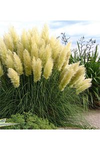 Pampas Otu - Saz Püskülü Çiçeği ürün fotoğrafı