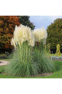 Pampas Otu - Saz Püskülü Çiçeği ürün fotoğrafı