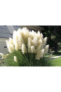 Pampas Otu - Saz Püskülü Çiçeği ürün fotoğrafı