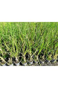 Pampas Otu - Saz Püskülü Çiçeği ürün fotoğrafı