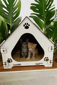 Ahşap Demonte Kedi Evi Evcil Hayvan Yuvası ürün fotoğrafı