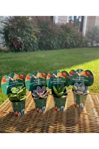 Öğretmenler Günü Özel Mix Sukulent Hediyelik 20 Adet ürün fotoğrafı