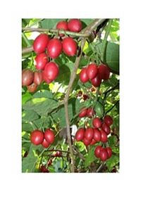 Tamarillo (DOMATES AĞACI) 50-75 Cm Boyunda Tüplüdür ürün fotoğrafı