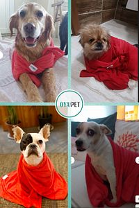 Microlux® Köpek Havlusu 60x90 Cm Kurulama Için Mikrofiber Küçük Ve Orta Irk Süper Su Emici Havlu ürün fotoğrafı