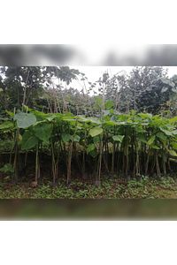 Tamarillo (DOMATES AĞACI) 50-75 Cm Boyunda Tüplüdür ürün fotoğrafı