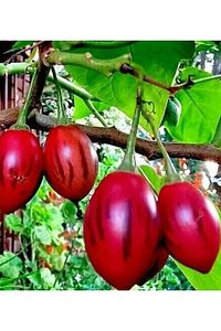 Tamarillo (DOMATES AĞACI) 50-75 Cm Boyunda Tüplüdür ürün fotoğrafı