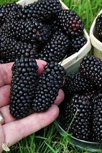 Aşılı dikensiz Honey(bal) cins Jumbo böğürtlen fidanı Açık kök dikime hazır 50-55cm ürün fotoğrafı