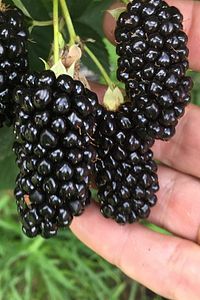 Aşılı dikensiz Honey(bal) cins Jumbo böğürtlen fidanı Açık kök dikime hazır 50-55cm ürün fotoğrafı