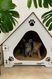 Ahşap Demonte Kedi Evi Evcil Hayvan Yuvası ürün fotoğrafı