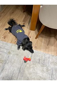 Kapüşonlu Sweatshirt Köpek ve Kedi Kıyafeti Antrasit I Love Mommy ürün fotoğrafı