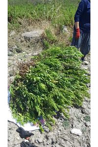 Yapışkan Andız Otu Çayı, Hakiki, Doğal, Orjinal, Yapışkan Andız Otu, Inula Helenium, Manisa Akhisar ürün fotoğrafı