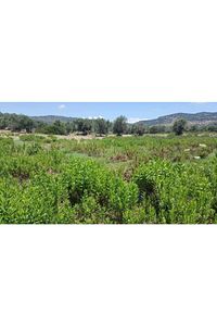 Yapışkan Andız Otu Çayı, Hakiki, Doğal, Orjinal, Yapışkan Andız Otu, Inula Helenium, Manisa Akhisar ürün fotoğrafı