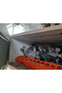 12 Adet Kuluçkalık Mavi-yeşil Yumurta ürün fotoğrafı