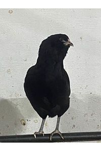 12 Adet Kuluçkalık Mavi-yeşil Yumurta ürün fotoğrafı