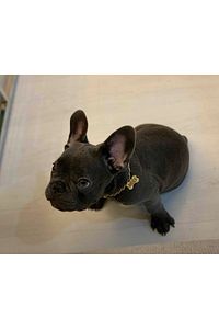 Isimli Köpek Tasması Köpek Isimlik Künye Zincir Paslanmaz ürün fotoğrafı