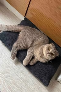 Peluş Kedi Ve Köpek Yatağı Yer Minderi - Karışık Renk ürün fotoğrafı
