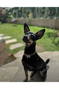 Isimli Köpek Tasması Köpek Isimlik Künye Zincir Paslanmaz ürün fotoğrafı