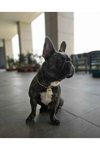 Isimli Köpek Tasması Köpek Isimlik Künye Zincir Paslanmaz ürün fotoğrafı