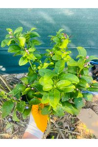 Limon Fidanı Bol Yapraklı Gür Dallı Yediveren Aşılı Limon Ağacı Fidanı (TÜPLÜ) 3 Yaş 140 Ila 170 I ürün fotoğrafı