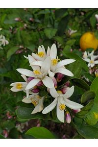 Limon Fidanı Bol Yapraklı Gür Dallı Yediveren Aşılı Limon Ağacı Fidanı (TÜPLÜ) 3 Yaş 140 Ila 170 I ürün fotoğrafı