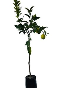 Limon Fidanı Bol Yapraklı Gür Dallı Yediveren Aşılı Limon Ağacı Fidanı (TÜPLÜ) 3 Yaş 140 Ila 170 I ürün fotoğrafı