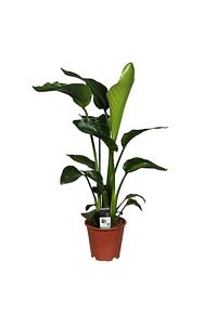 Strelitzia Starliçe 70-80 Cm Boyunda Tek Gövdeli Salon Bitkisi Iç Mekan Bitkisi ürün fotoğrafı