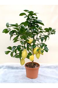 Limon Fidanı (LİME LİMON) Limon Ağacı Fidanı Yediveren Mayer Limon Fidanı ürün fotoğrafı