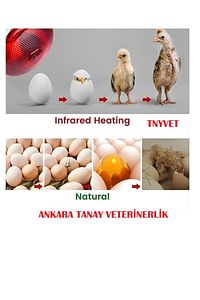 INFRARED CİVCİV ISITICI LAMBA - AMPUL 250 WATT ürün fotoğrafı