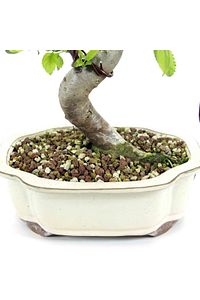 Akadamalı Süper Karışım Bonsai Toprağı Tk01 (1 LİTRE) ürün fotoğrafı
