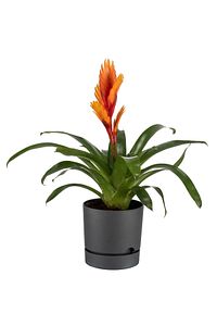 Begonya 9 Litreantrasit Tabaklı Saksı (LEOFLOWERS ÜRÜNÜ)ağız Çapı 24.5 Cm Yükseklik 23 Cm ürün fotoğrafı