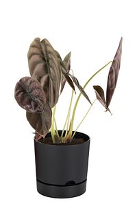 Begonya 9 Litreantrasit Tabaklı Saksı (LEOFLOWERS ÜRÜNÜ)ağız Çapı 24.5 Cm Yükseklik 23 Cm ürün fotoğrafı