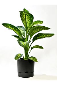 Begonya 9 Litreantrasit Tabaklı Saksı (LEOFLOWERS ÜRÜNÜ)ağız Çapı 24.5 Cm Yükseklik 23 Cm ürün fotoğrafı