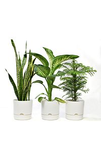 Begonya 9 Litre Beyaz Tabaklı Saksı (LEOFLOWERS ÜRÜNÜ)ağız Çapı 24.5 Cm Yükseklik 23 Cm ürün fotoğrafı