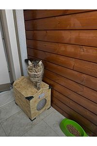Dış Mekan Yağmura Ve Soğuğa Dayanıklı Osb Kedi Evi Yuvası (DENİZ TUTKALLI)monte Edilmiş Teslimat A ürün fotoğrafı