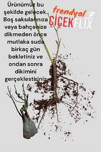 Aşılı Reçellik Isparta Baston Gül Fidanı 1 Adet ürün fotoğrafı