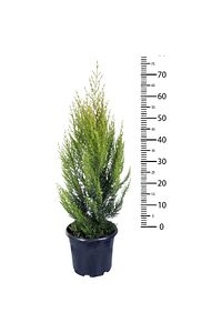 Hobi Ve Bahçe Limon Çamı - Limoni Servi (CUPRESSUS MACROCARPA) (70-80 CM) ürün fotoğrafı