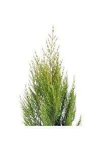 Hobi Ve Bahçe Limon Çamı - Limoni Servi (CUPRESSUS MACROCARPA) (70-80 CM) ürün fotoğrafı