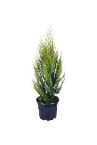 Hobi Ve Bahçe Limon Çamı - Limoni Servi (CUPRESSUS MACROCARPA) (70-80 CM) ürün fotoğrafı