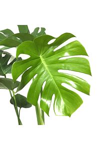 Deve Tabanı Bitkisi 90 110 Cm Monstera Deliciosa ürün fotoğrafı
