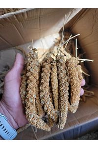 Kızıl Dal Darı (YENİ MAHSUL) 500 gr ürün fotoğrafı